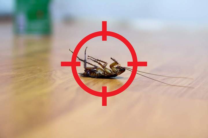 Pour éliminer tous les insectes 